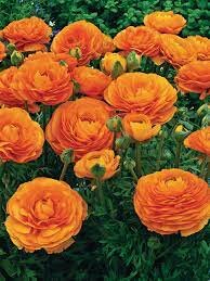 Ranunculus orange / P10.5