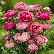 Ranunculus pink / P10.5