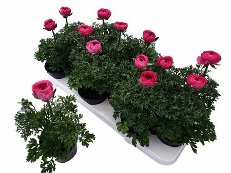 Ranunculus pink