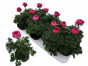 Ranunculus pink