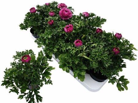 Ranunculus purple