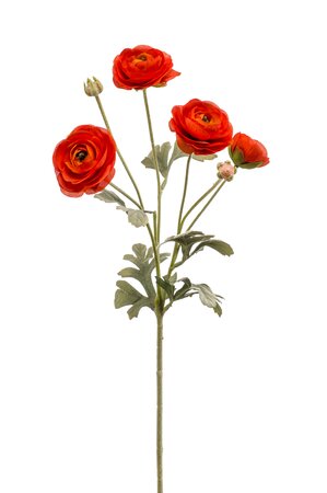 Ranunculus spray orange 65cm