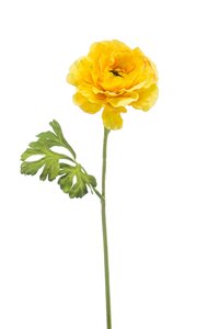 Ranunculus spray yellow 61cm