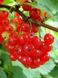 Redcurrant Jonkheer Van Tets