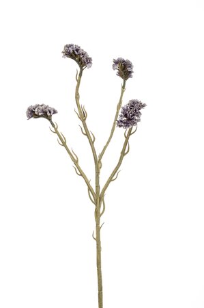 Rhipsalis gold glitter