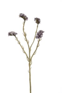 Rhipsalis gold glitter