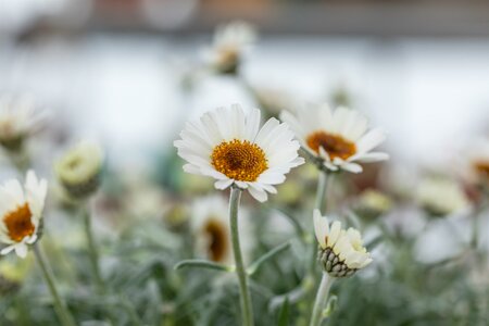 RHODANTHEMUM Casablanca