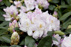 RHODO. GOMER WATERER