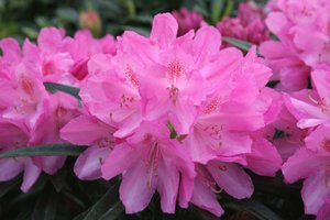 RHODO. PONT. GRAZIELLA