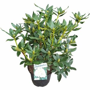 Rhododendron 'Cunningham's White'