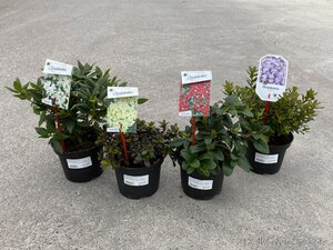 Rhododendron dwarf mix