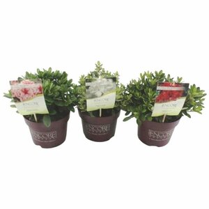 Rhododendron 'Encore'® mix