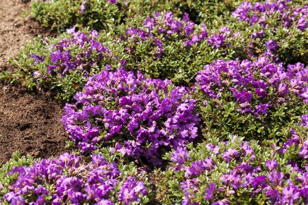 Rhododendron Hybr.'Blaue Jungs' II