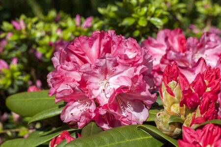 Rhododendron Hybr.'Constanze' II