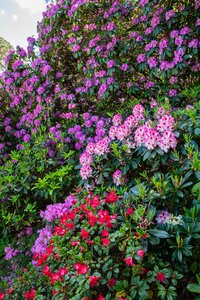 Rhododendron Hybr.'Englisch Roseum' I