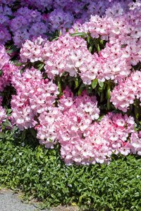 Rhododendron Hybr.'English Roseum' I