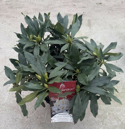 Rhododendron Hybr.'Mad. Masson' II