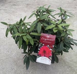 Rhododendron Hybr.'Rabatz' ® IV