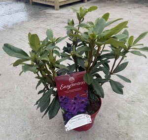Rhododendron Hybr.'Rhodode. Graal - Müritz' III