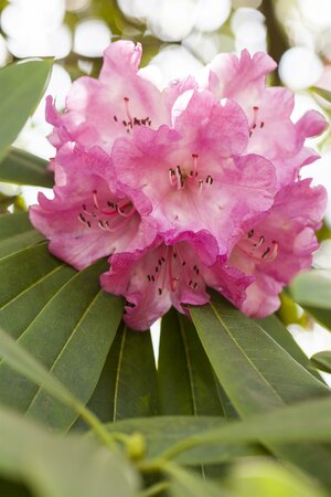 Rhododendron INKARHO® 'Lila Dufthecke'