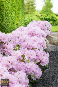 Rhododendron INKARHO® 'Pink Scent Hedge'