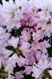 Rhododendron INKARHO® 'Purple Fragrant Hedge'