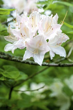Rhododendron INKARHO® 'Weiße Dufthecke'