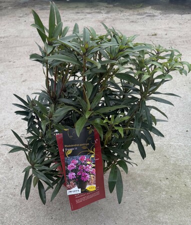 Rhododendron ponticum 'Graziella' III