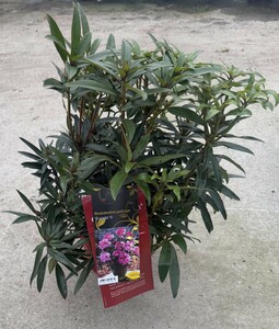Rhododendron ponticum 'Graziella' III
