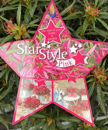 Rhododendron 'Star Style' TM