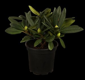 Rhododendron 'Star Style' TM