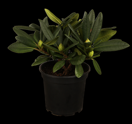 Rhododendron 'Star Style' TM White