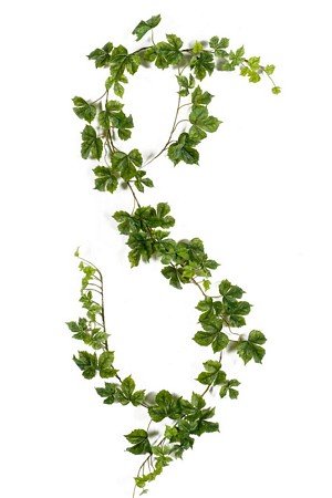 Rhoicissus garland
