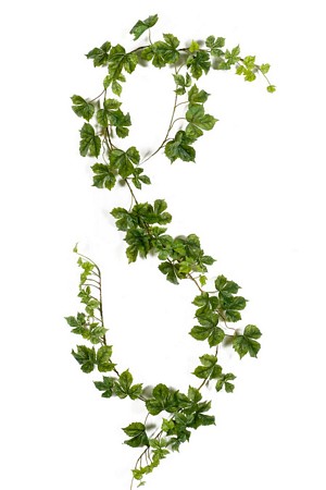 Rhoicissus garland