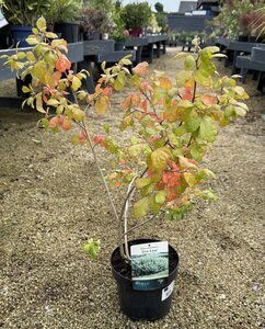 RHUS AROMATICA GRO-LOW