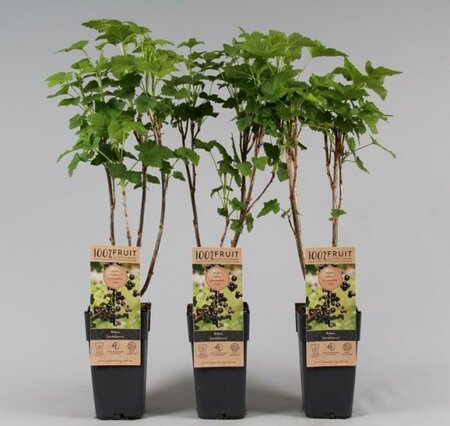Ribes 'Jostaberry'