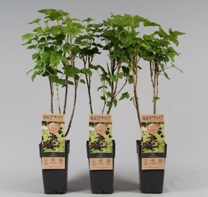 Ribes 'Jostaberry'
