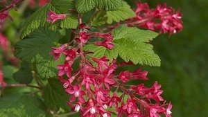 RIBES king edward
