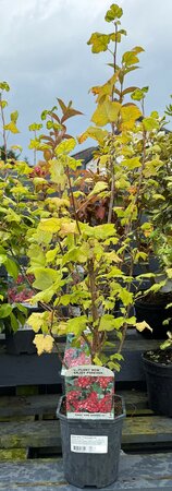 Ribes sang. 'King Edward VII'