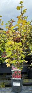 Ribes sang. 'King Edward VII'