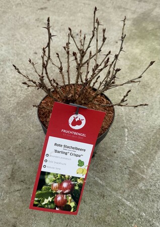 Ribes uva-crispa 'Darling® Crispa®' CAC