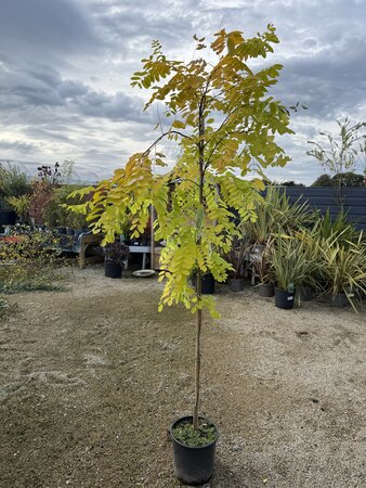 ROBINIA PSEUDOACACIA FRISIA