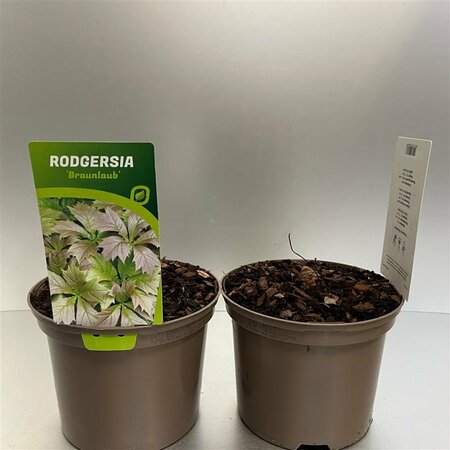 Rodgersia pod. 'Braunlaub' 2 Ltr pot