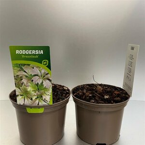 Rodgersia pod. 'Braunlaub' 2 Ltr pot