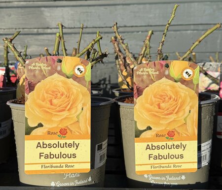 ROSA ABSOLUTELY FABULOUS