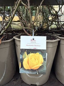 Rosa Absolutely Fabulous