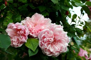 Rosa Albertine