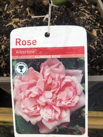 Rosa Albertine