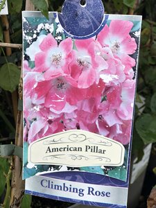 ROSA AMERICAN PILLAR