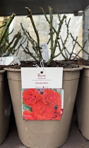 Rosa Amsterdam